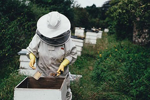 Пчеловод за работой