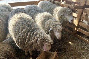 На выставке племенных овец и коз в Астрахани