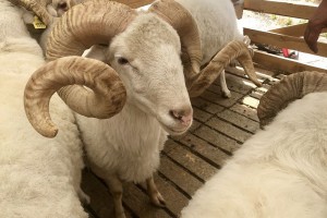 На выставке племенных овец и коз в Астрахани